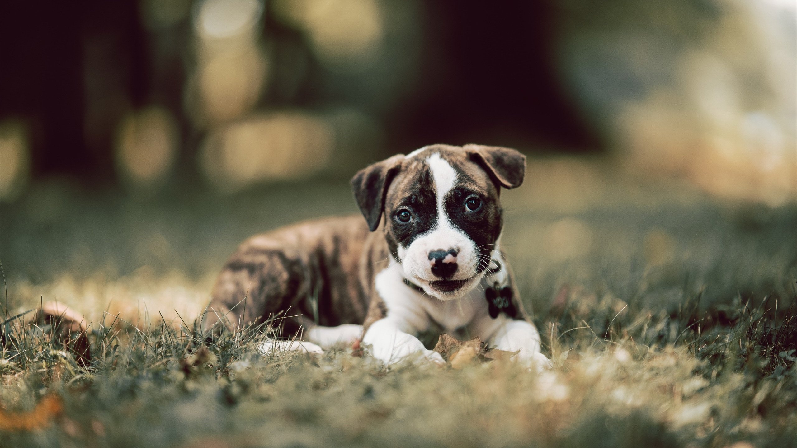 全民健身新计划覆盖乡镇地区，《全民健身计划(2021-2025年)》