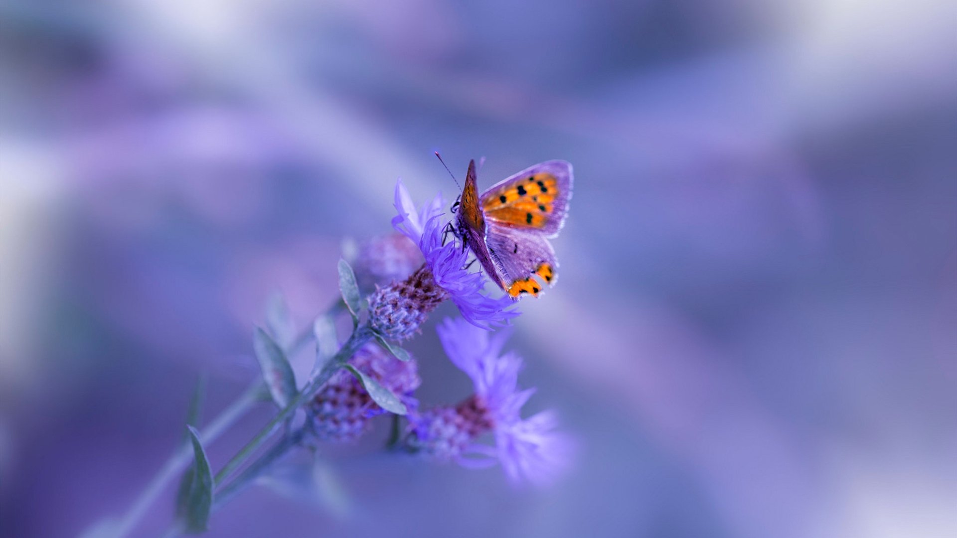 “台球激斗：天府校区体育馆成顶级竞技平台”