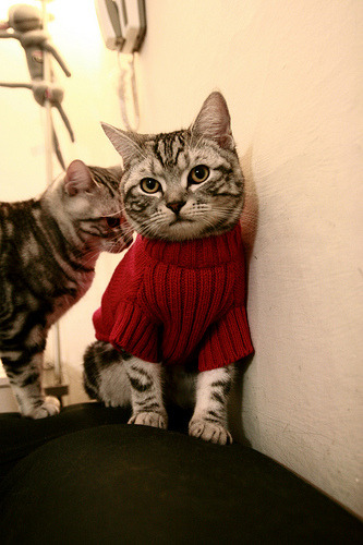 “高新体育中心健力赛:冠军之争白热化,选手拼尽全力”