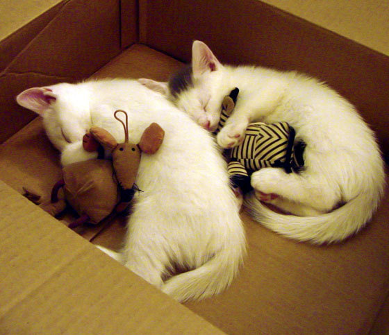 乐鱼体育app入口-仰泳配速变化策略显效果，仰泳完整配合的重难点是什么