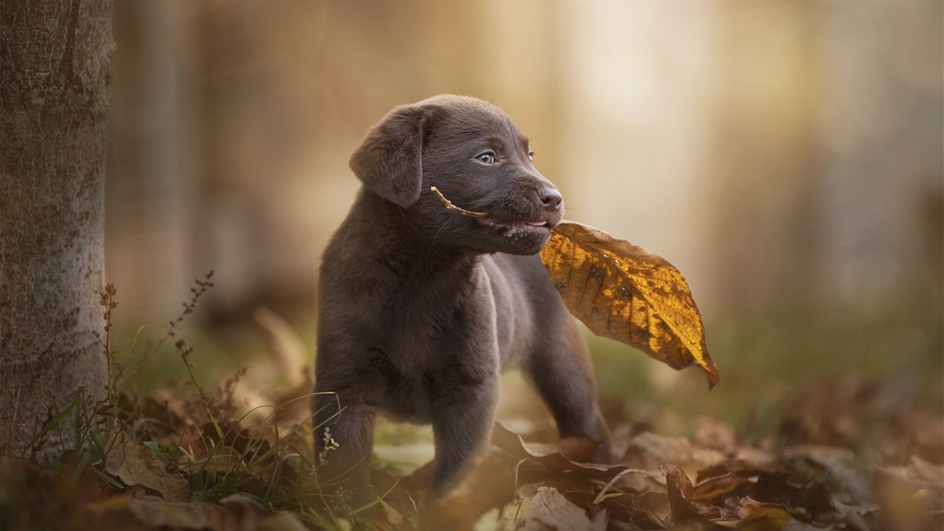 国家队技战术革新缺少资源投入