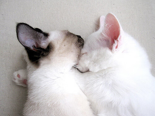 国家队技战术革新缺少资源投入